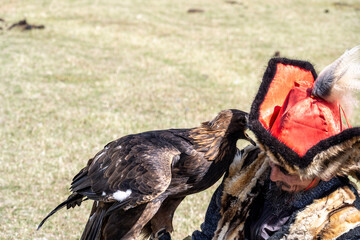 A Mongolian eagle hunter, a berkutchi, prepares to hunt with his bird on a September day in Mongolia.