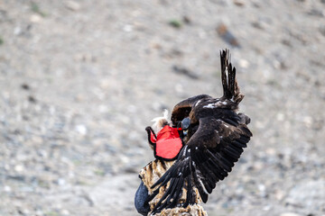 A Mongolian eagle hunter, a berkutchi, prepares to hunt with his bird on a September day in Mongolia.