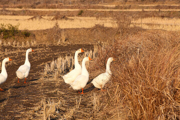 White domestic geese flock grazing on free-range farm pasture in golden autumn countryside landscape