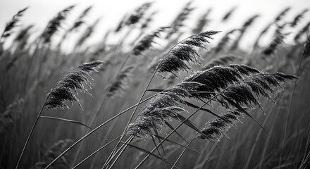 Black and white photo of tall grass swaying in the wind.