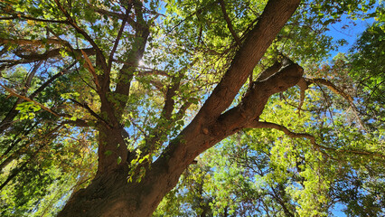 European ash tree stands in a Central Anatolian park, their strong, elegant forms providing shade and beauty.