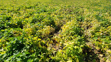 A view of a field for the production of white beans, with the plants approaching harvest
