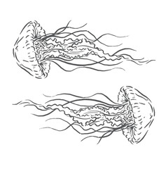 illustration of a sketch of a jellyfish in the open sea