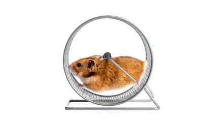 A fluffy brown hamster runs furiously in a metallic exercise wheel on a simple stand against a black background