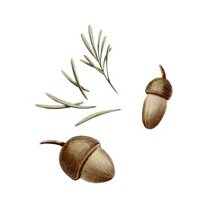 Cheerful acorns with spruce needles and a tiny twig in cartoon style,crafted with soft watercolor washes and textured colored pencils hatching.For autumn,nature-inspired themes,childrens books