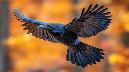 Fototapeta premium Majestic Flight, A Detailed Portrait of a Crow in Autumn Splendor