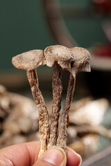 Hand holding dried wild mushrooms with long stems - natural cooking ingredients