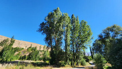 The poplar (Populus nigra) trees, a common sight along stream banks in Central Anatolia, seem to...