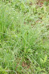 Wild Shallots with Fresh Green Leaves and Rootlets Growing in Natural Grass Field