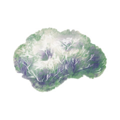 Scetch reindeer moss or Icelandic lichen in soft gray-greens,crafted with watercolor washes and textured colored pencils.For nature themes,childrens books,educational projects and encyclopedia