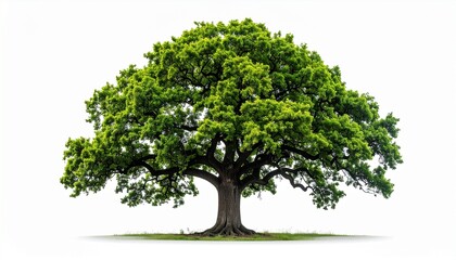 Lush green tree against a white background