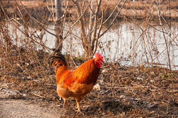Free-Range Rooster Foraging on Farm - Sustainable Poultry Agriculture and Natural Chicken Farming © HoangNam