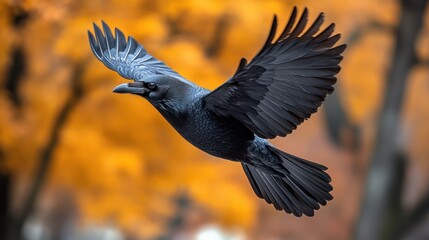 Majestic raven in flight against a backdrop of autumnal colors