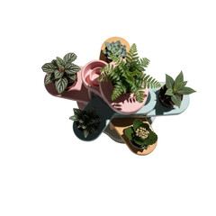 Assortment of potted plants arranged on a modern planter isolated on transparent background