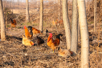 Free Range Chickens Foraging in Natural Farm Environment with Roosters and Hens
