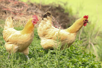Free-Range Chickens Grazing on Farm Pasture - Local Sustainable Agriculture and Organic Poultry Farming