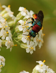 Ruby-tailed wasp, likely Chrysis ignita agg or a similar species within the family Chrysididae, also known as cuckoo wasps or emerald wasps. 