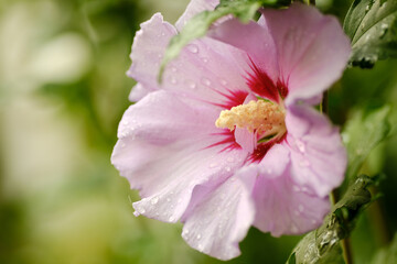 Pink mallows bloom in the garden in autumn. Decorating the garden with mallows near the house.