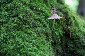 A single small mushroom with a thin stem and a pale cap grows on a thick carpet of rich green moss. This macro image emphasizes the fragility and details of the mushroom, which fits harmoniously into 