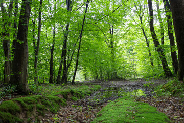 ​A flooded dirt road winds through a dense forest, framed by tall trees and bright green moss. This landscape conveys a sense of solitude, tranquility, and the freshness of a summer day after the rain