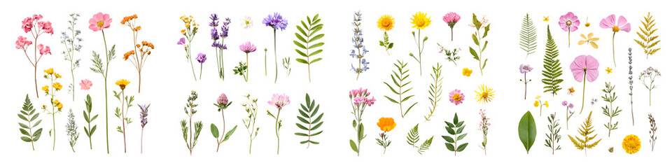 Botanical Collection: Pressed Flowers and Leaves Isolated