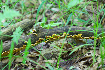 ​A macro photograph shows a branch lying on the ground, covered with small yellow mushrooms. Green grass grows around it, creating a natural frame and highlighting the wild beauty of the forest floor.