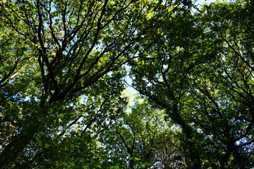 Looking Up at the Canopy in Clipston Woods, Nottinghamshire, England: A Scenic Nature View