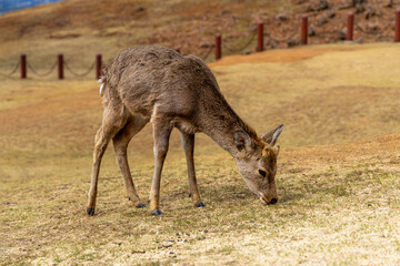 The deer are freely roaming around in Nara park, Japan	