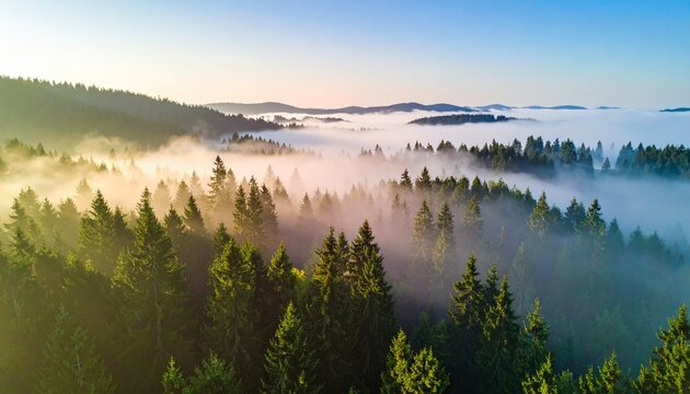 Misty morning over a dense forest