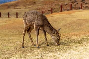 The deer are freely roaming around in Nara park, Japan	