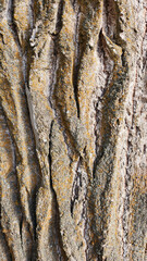 The boxelder bark is deeply furrowed, revealing a rugged, grayish-brown texture with patches of yellowish-orange lichen.