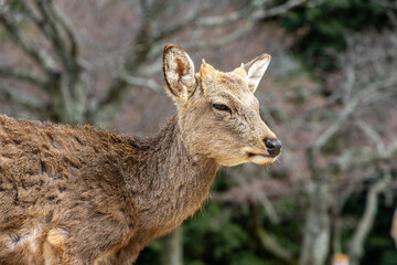Fototapeta premium The deer are freely roaming around in Nara park, Japan 