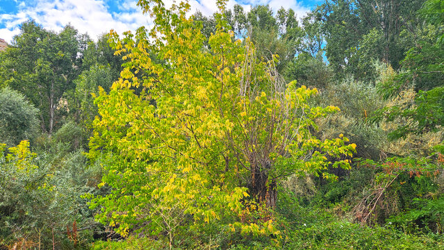A boxelder (Acer negundo) is preparing for autumn in the Ihlara Valley.
