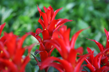 Vibrant Red Tropical Flowers with Green Foliage in Background