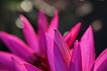Fototapeta premium Stunning Bright Pink Flower Petals with Soft Bokeh Background