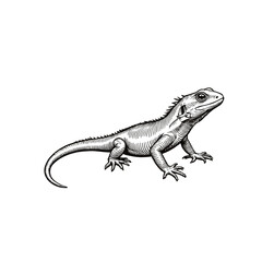 Naklejka premium Detailed illustration of a lizard in a realistic style on transparent background 