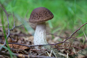 ​A macro photograph shows a large mushroom growing in the forest among fallen leaves and small twigs. Its light stem and brown cap with a characteristic pattern stand out against the blurred green bac