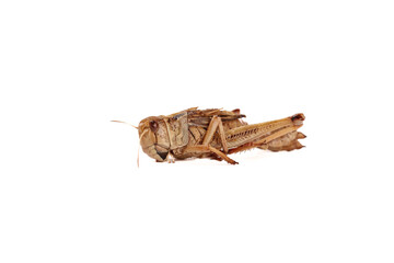 Fresh Grasshopper Edible Insect Shandong China White Background Fried Food Delicacy Sustainable Protein Farmers Traditional Cooking