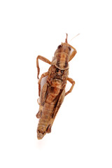 Mole Cricket Insect Specimen from Shandong Farm Agriculture Pest Isolated on White Background