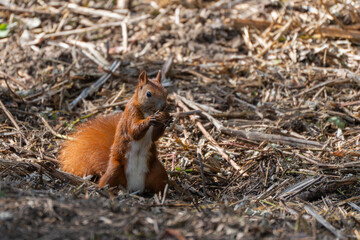 The squirrel eats a nut, holding it firmly with both paws. Its tail is curled behind as it enjoys its meal.