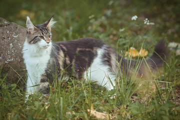 Pretty Maine Coon Cat kitty exploring nature