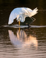 Great Egret Striking the Water at Sunset