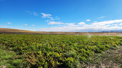 A potato field under sprinkler irrigation on a September morning in Niğde, a province of Central Anatolia famous for its potatoes.