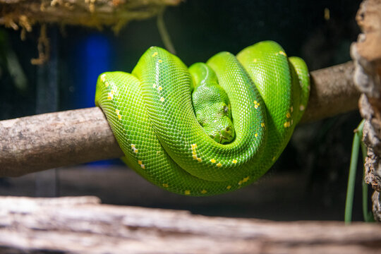 Green tree python Morelia viridis coiled gracefully on tropical branch - Powered by Adobe