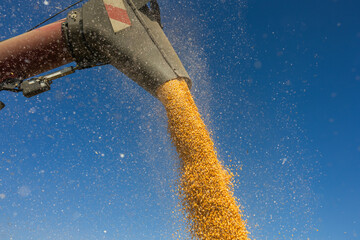 Combine transferring corn after harvest