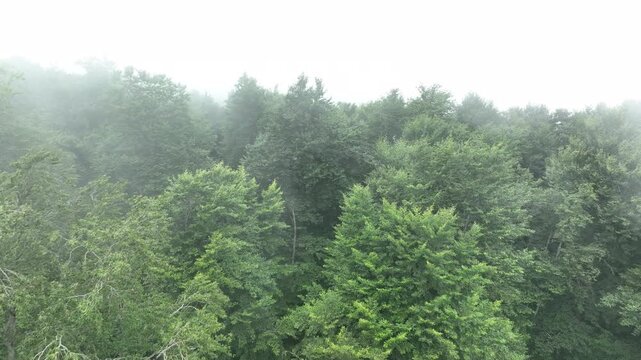 Flying over Mist Shrouded Green Forest Canopy Viewed From Above with Fog and Lush Trees