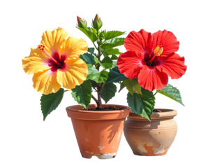 Two potted hibiscus plants, one yellow and one red, bloom vibrantly against a black background.  Terracotta pots show slight wear.  Green leaves surround the blossoms