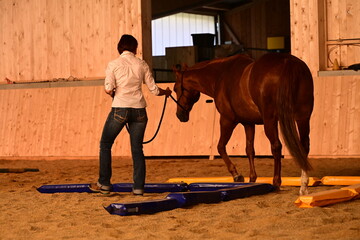 Bodenarbeit mit Pferd. Frau in Jeans und weißer Bluse führt Pferd in einer Reithalle © Grubärin