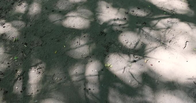 path trampled in the park with a lot of shadows from deciduous trees in the summer season, part of the walking path through the park on a bright sunny day