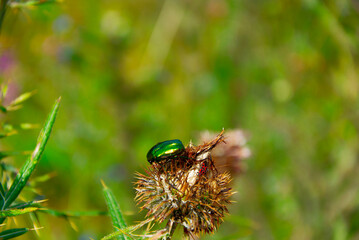 rose beetle on the flower